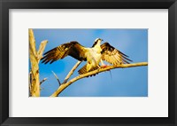 Osprey (Pandion haliaetus) with spread wings perching on a branch Fine Art Print