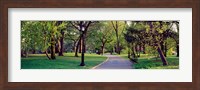 Trees in a public park, Central Park, Manhattan, New York City, New York State, USA Fine Art Print