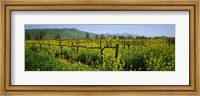 Wild mustard in a vineyard, Napa Valley, California Fine Art Print
