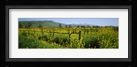 Wild mustard in a vineyard, Napa Valley, California Fine Art Print