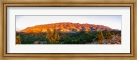 Trees on a hill, Flinders Ranges, Hawker, South Australia, Australia Fine Art Print