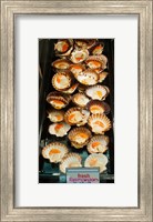 Tasmanian oysters for sell in the Central Market, Adelaide, South Australia, Australia Fine Art Print