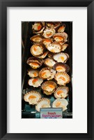 Tasmanian oysters for sell in the Central Market, Adelaide, South Australia, Australia Fine Art Print