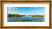 Reed at riverside, Big Cypress Swamp National Preserve, Florida, USA Fine Art Print