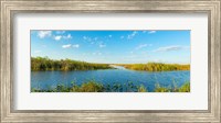 Reed at riverside, Big Cypress Swamp National Preserve, Florida, USA Fine Art Print