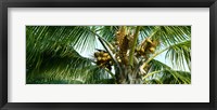 Coconuts on a palm tree, Varadero, Matanzas Province, Cuba Fine Art Print