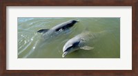 Dolphins in the sea, Varadero, Matanzas Province, Cuba Fine Art Print