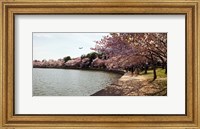 Cherry Blossom trees at Tidal Basin, Washington DC, USA Fine Art Print