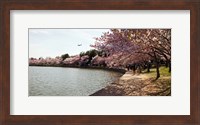 Cherry Blossom trees at Tidal Basin, Washington DC, USA Fine Art Print