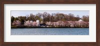 Cherry Blossom trees near Martin Luther King Jr. National Memorial, Washington DC Fine Art Print