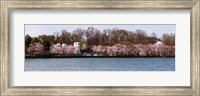 Cherry Blossom trees near Martin Luther King Jr. National Memorial, Washington DC Fine Art Print