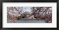 Cherry Blossom trees in the Tidal Basin with the Jefferson Memorial in the background, Washington DC Fine Art Print