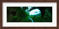 Trail through a rainforest, Cayo District, Belize Fine Art Print