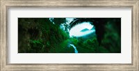 Trail through a rainforest, Cayo District, Belize Fine Art Print