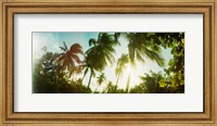 Sunlight shining through the palm trees, Morro De Sao Paulo, Tinhare, Cairu, Bahia, Brazil Fine Art Print