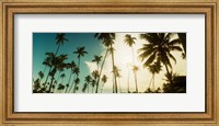 Palm trees along the beach in Morro De Sao Paulo, Tinhare, Cairu, Bahia, Brazil Fine Art Print