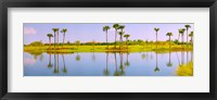 Reflection of trees on water, Lake Worth, Palm Beach County, Florida, USA Fine Art Print