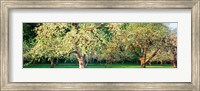 Apple orchard, Quebec, Canada Fine Art Print