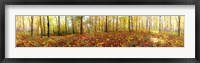 Trees in a forest, Saint-Bruno, Quebec, Canada Fine Art Print