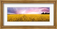 Wheat crop in a field, Saint-Blaise-sur-Richelieu, Quebec, Canada Fine Art Print