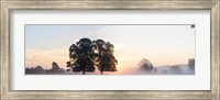 Trees at sunrise, USK Valley, South Wales, Wales Fine Art Print