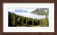 Morning mist over trees in a forest, Lake Misurina, Dolomites, Belluno, Veneto, Italy Fine Art Print