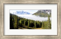 Morning mist over trees in a forest, Lake Misurina, Dolomites, Belluno, Veneto, Italy Fine Art Print