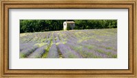 Barn in the lavender field, Luberon, Provence, France Fine Art Print