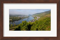 Vineyards with village at riverfront, Mosel River, Kaimt Mosel Village, Mosel Valley, Rhineland-Palatinate, Germany Fine Art Print