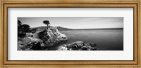 Cypress tree at the coast, The Lone Cypress, 17 mile Drive, Carmel, California (black and white) Fine Art Print