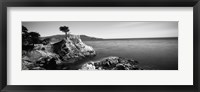 Cypress tree at the coast, The Lone Cypress, 17 mile Drive, Carmel, California (black and white) Fine Art Print