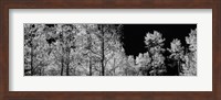 Aspen trees with foliage in black and white, Colorado, USA Fine Art Print