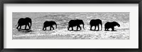 Herd of African Elephants Crossing the Uaso Nyiro River, Kenya (black & white) Fine Art Print