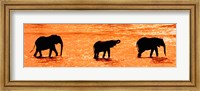 Three African Elephants Crossing the Uaso Nyiro River, Kenya Fine Art Print