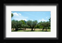 Olive trees in front of the ancient Monastere Saint-Paul-De-Mausole, St.-Remy-De-Provence, Provence-Alpes-Cote d'Azur, France Fine Art Print