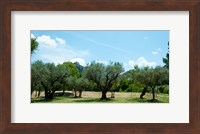 Olive trees in front of the ancient Monastere Saint-Paul-De-Mausole, St.-Remy-De-Provence, Provence-Alpes-Cote d'Azur, France Fine Art Print