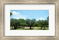 Olive trees in front of the ancient Monastere Saint-Paul-De-Mausole, St.-Remy-De-Provence, Provence-Alpes-Cote d'Azur, France Fine Art Print