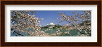 Cherry blossom with memorial in the background, Jefferson Memorial, Tidal Basin, Washington DC, USA Fine Art Print