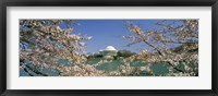 Cherry blossom with memorial in the background, Jefferson Memorial, Tidal Basin, Washington DC, USA Fine Art Print