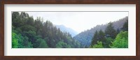 Trees with a mountain range in the background, Great Smoky Mountains National Park, Tennessee, USA Fine Art Print