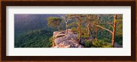 Trees on a mountain, Buzzards' Roost Fall Creek Falls State Park, Pikeville, Bledsoe County, Tennessee, USA Fine Art Print