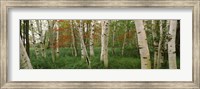 Downy birch trees in a forest, Wild Gardens of Acadia, Acadia National Park, Maine Fine Art Print