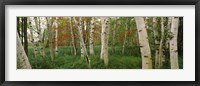 Downy birch trees in a forest, Wild Gardens of Acadia, Acadia National Park, Maine Fine Art Print