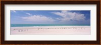 Flock of seagulls on the beach, Lido Beach, St. Armands Key, Sarasota Bay, Florida, USA Fine Art Print