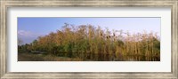 Reflection of trees in water, Turner River Road, Big Cypress National Preserve, Florida, USA Fine Art Print
