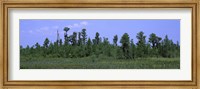 Trees in a field, Suwannee Canal Recreation Area, Okefenokee National Wildlife Refug, Georgia, USA Fine Art Print
