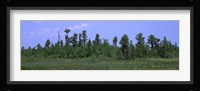 Trees in a field, Suwannee Canal Recreation Area, Okefenokee National Wildlife Refug, Georgia, USA Fine Art Print