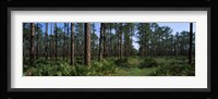 Okefenokee National Wildlife Refuge, Georgia Fine Art Print