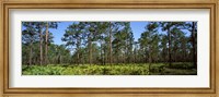 Pine trees in a forest, Suwannee Canal Recreation Area, Okefenokee National Wildlife Refuge, Georgia Fine Art Print