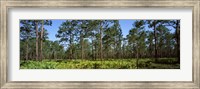 Pine trees in a forest, Suwannee Canal Recreation Area, Okefenokee National Wildlife Refuge, Georgia Fine Art Print